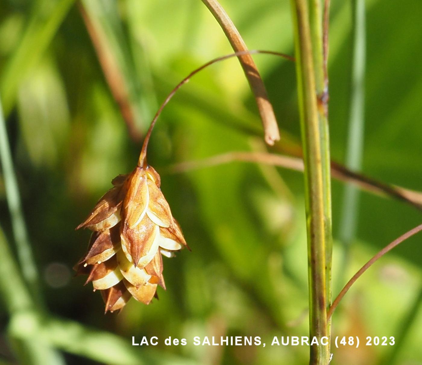 Sedge, Mud fruit